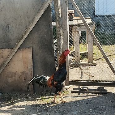 Бойцовые петухи