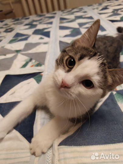 Без кота жизнь не та