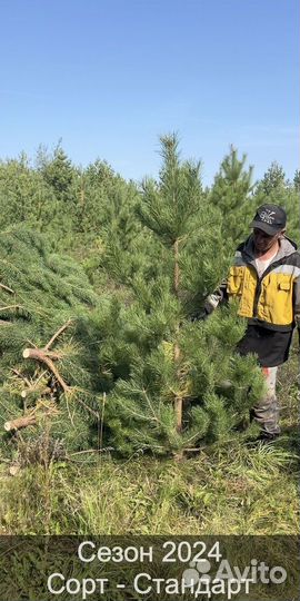 Елка сентябрьская рождественская опт