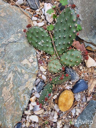 Продажа растений