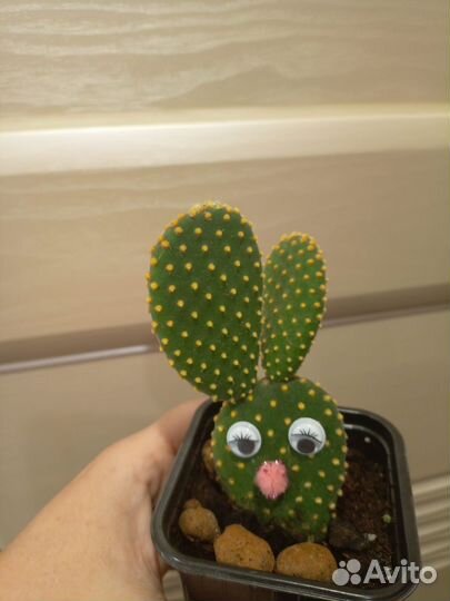 Опунция, бегония тростниковая, фикус Али