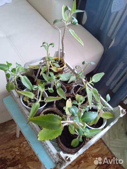 Каланхоэ и алоэ лечебный разного возраста от насмо