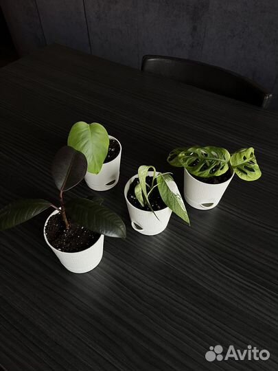 Комнатные растения