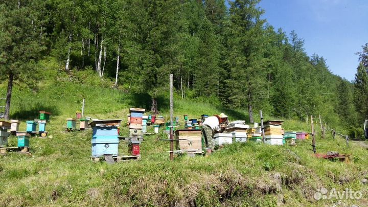 Мед таёжный разнотравье 2023