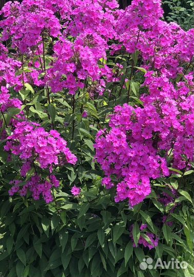 Флоксы сортовые