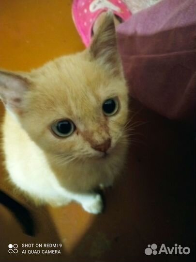 Рыжий котенок