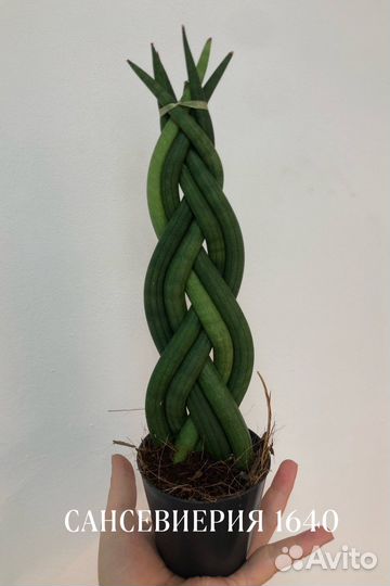 Сансевиерия
