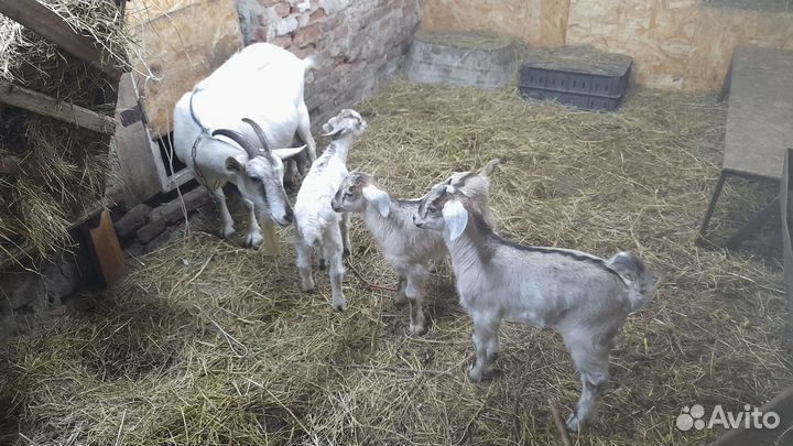 Коза дойная молочная
