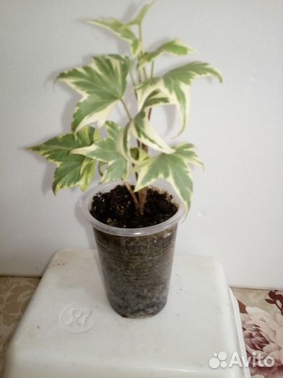 Комнатные цветы