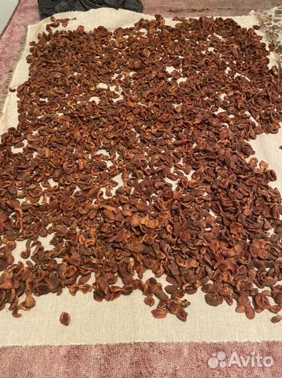 Курага горная домашняя