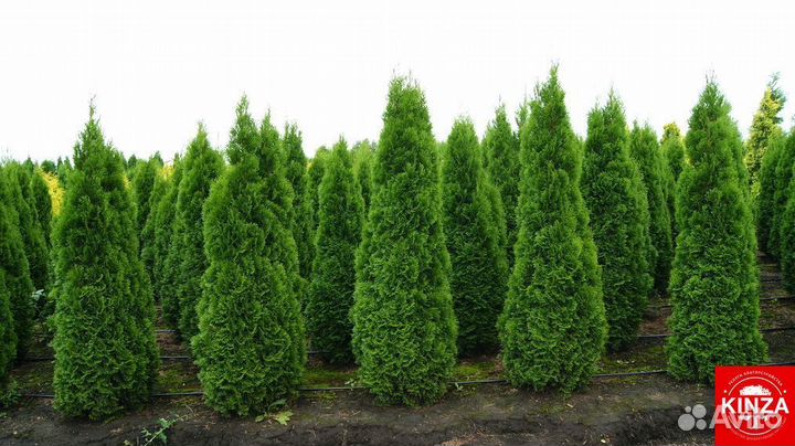 Туйки смарагд хорошие красивые