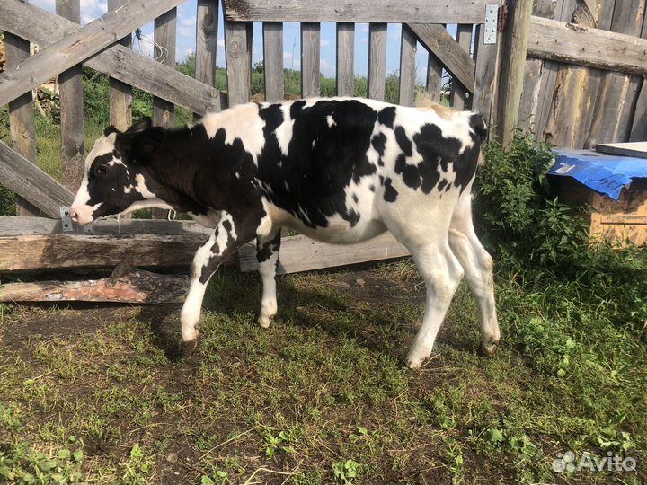 Телка и бык