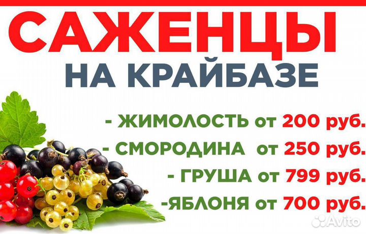 Яблоня Горный синап - саженцы