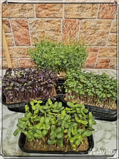 Микрозелень