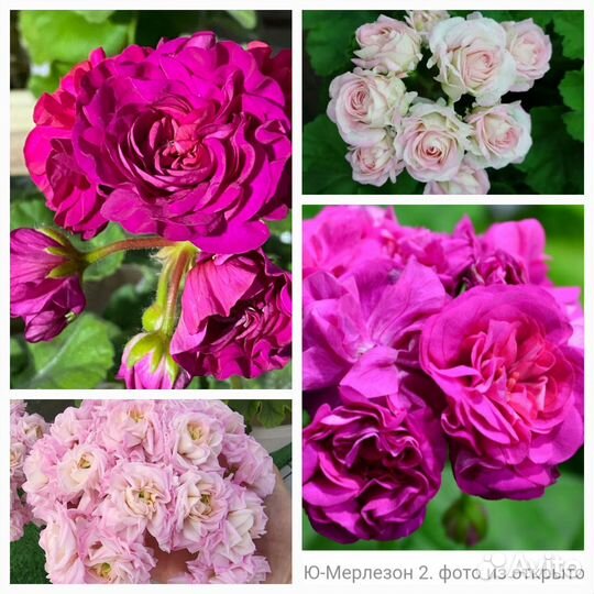 Пеларгония(Герань сортовая)коллекционная