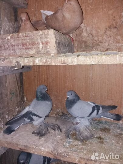 Продажа голубей