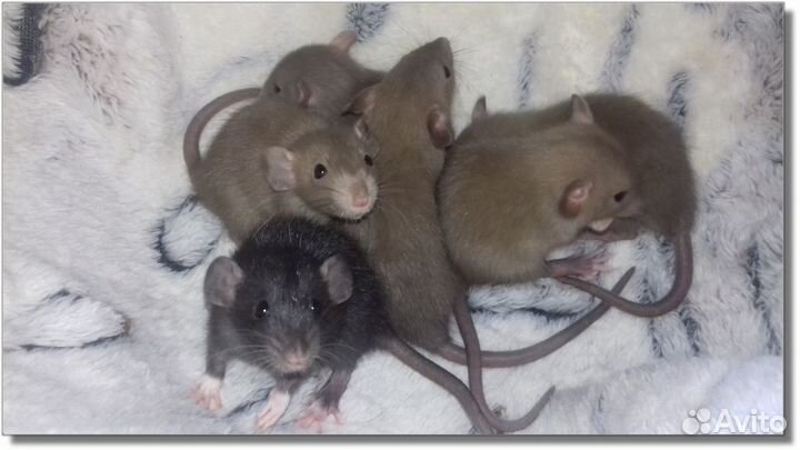 Крысята Дамбо. Питомник крысят, крысы