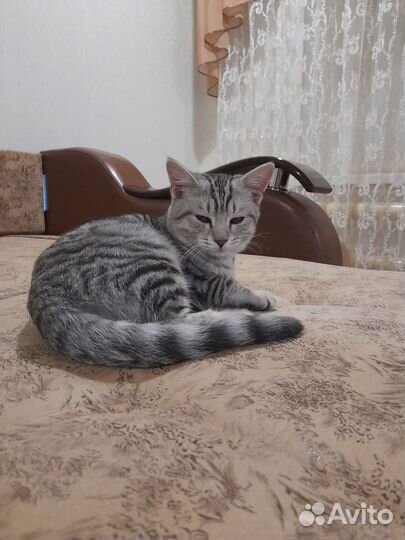 Ищем хозяев котику