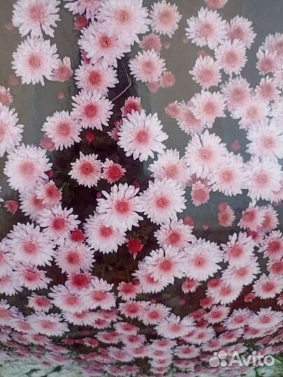 Хризантемы мультифлора рассада