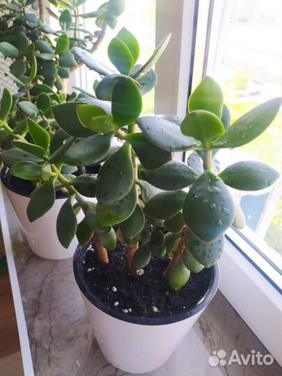 Толстянка отросток