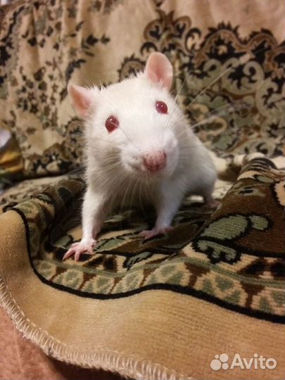 Передержка грызунов