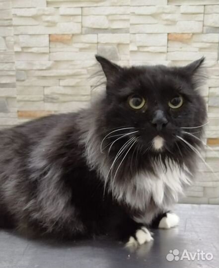 Барни ищет самый лучший дом