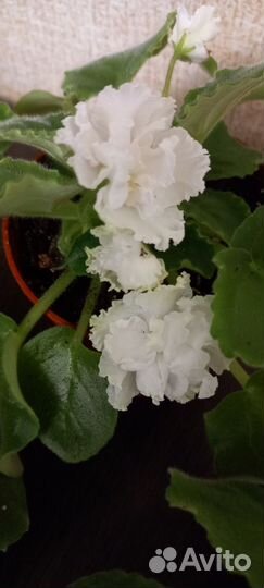 Фиалка в горшках