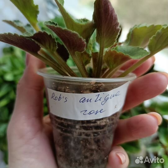 Детки мини, полумини и трейлерных фиалок