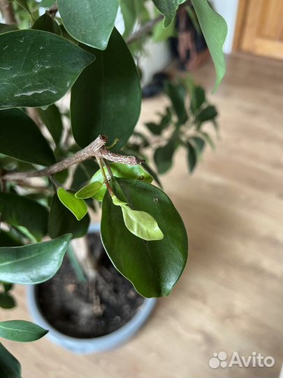 Фикус бенджамина большой