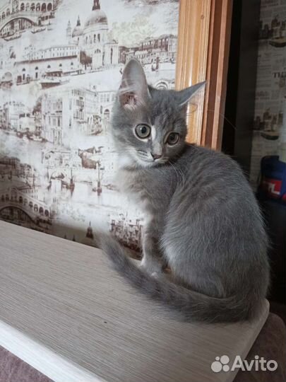 Котенок в добрые руки бесплатно