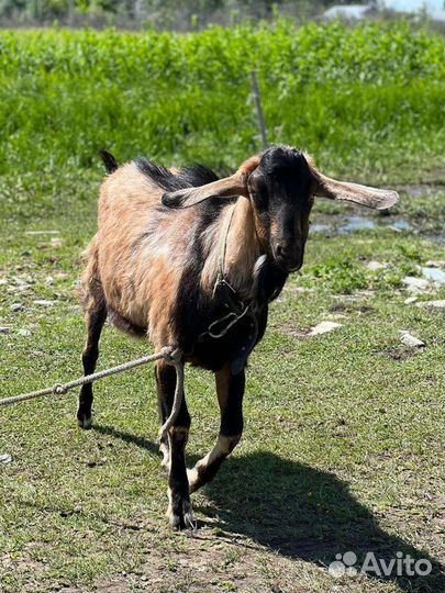 Вязка козел