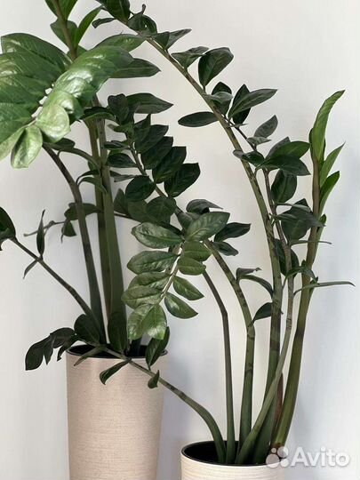 Замиокулькас