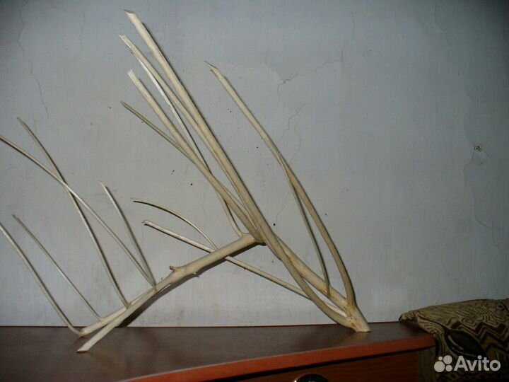 Коряги для аквариума, террариума