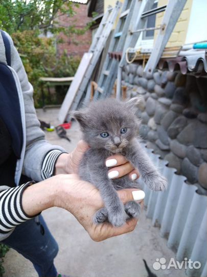 Котята в добрые руки даром