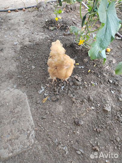 Цыплята и куры брама
