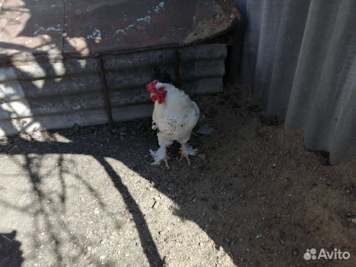 Петух помесь брама