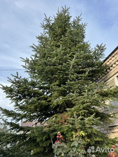 Ель живая