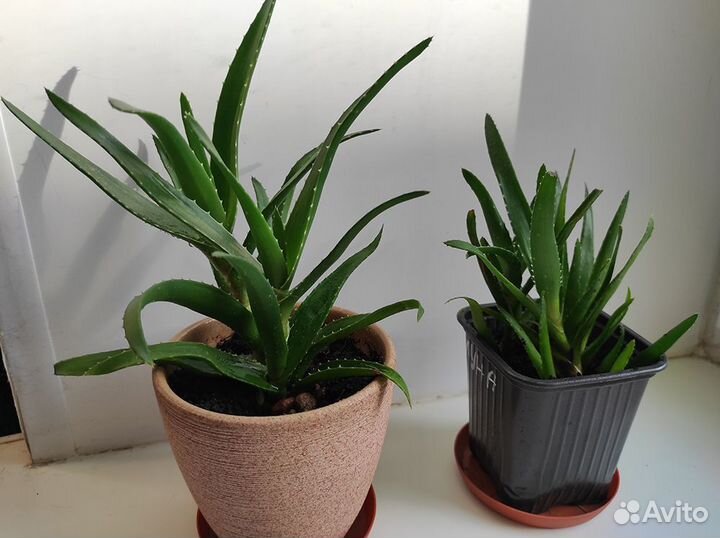 Алоэ. Комнатные растения