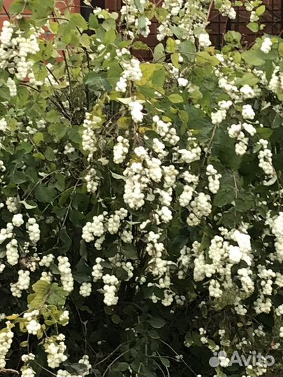 Снежноягодник