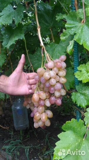 Элитный виноград саженцы. Ирга