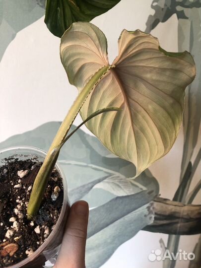 Филодендрон пловмани