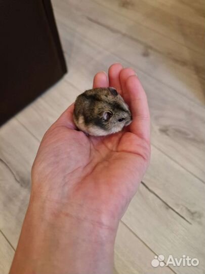 Джунгарский хомяк