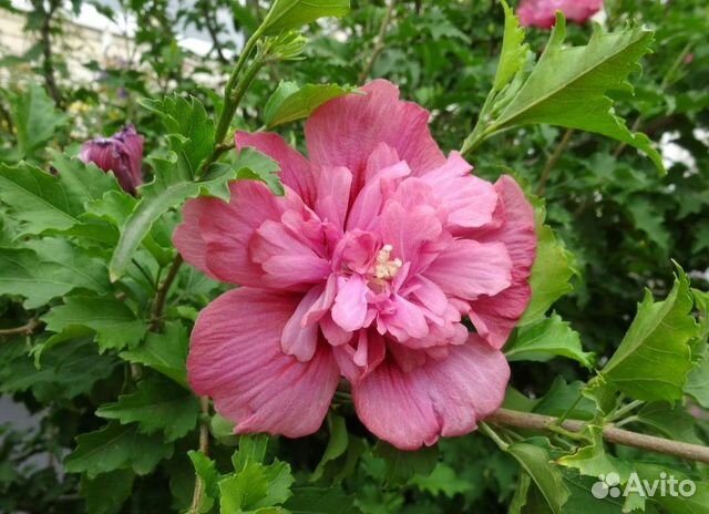 Гибискус Чайна шифон