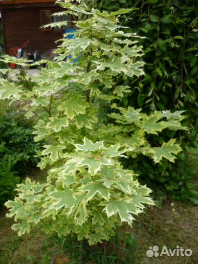 Клен остролистный друмонди Высота от 300см