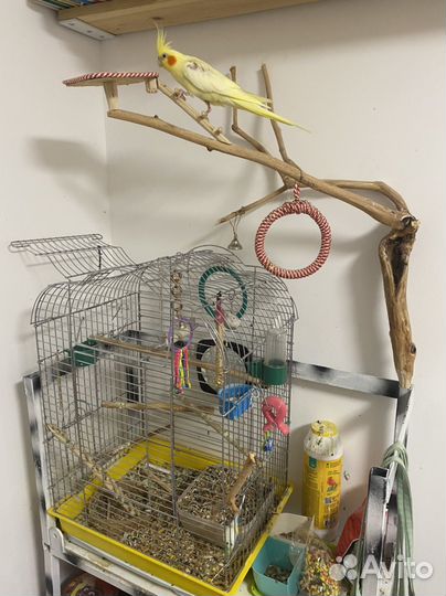 Попугай корелла девочка