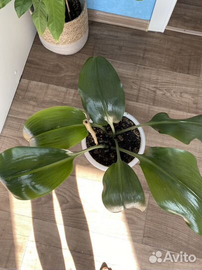 Комнатные растения