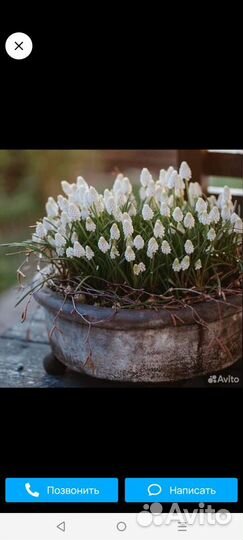 Первоцветы(мускари)