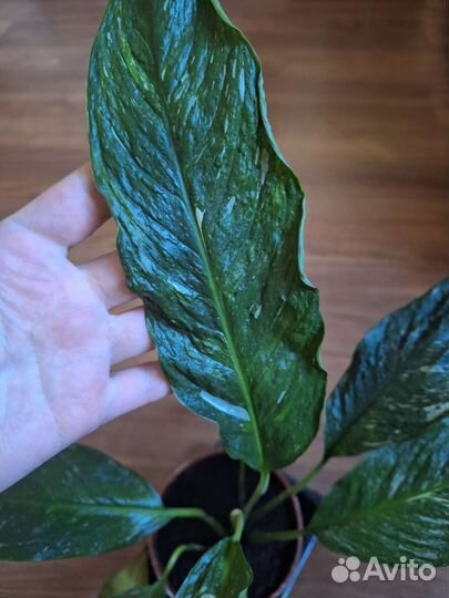 Спатифиллум Даймонд, diamond