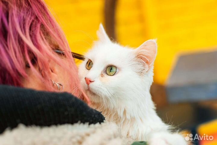 Кошка в дар