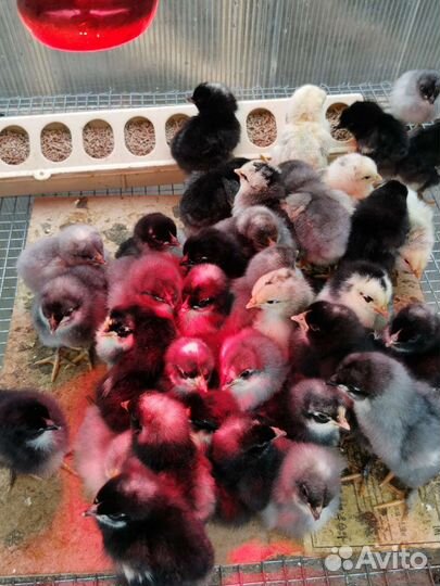 Инкубационное яйцо